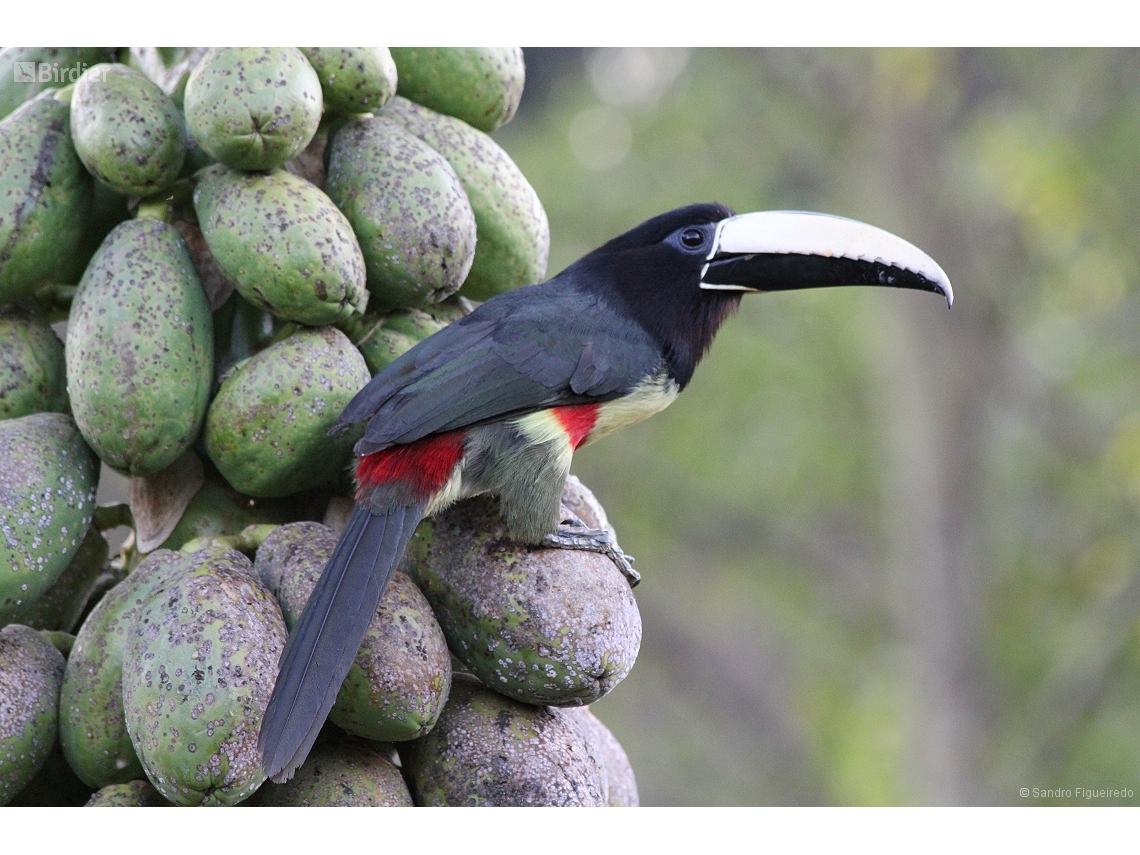 Pteroglossus aracari