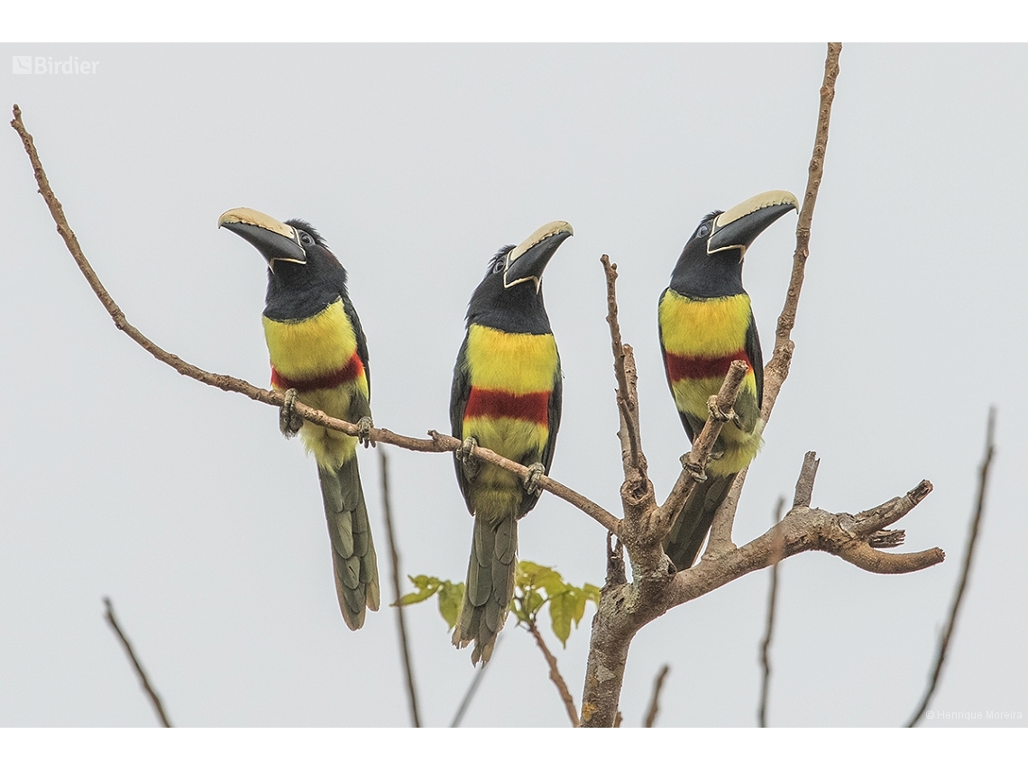 Pteroglossus aracari