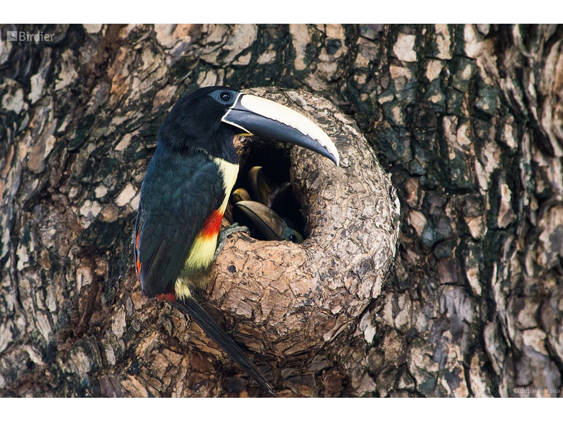 Pteroglossus aracari