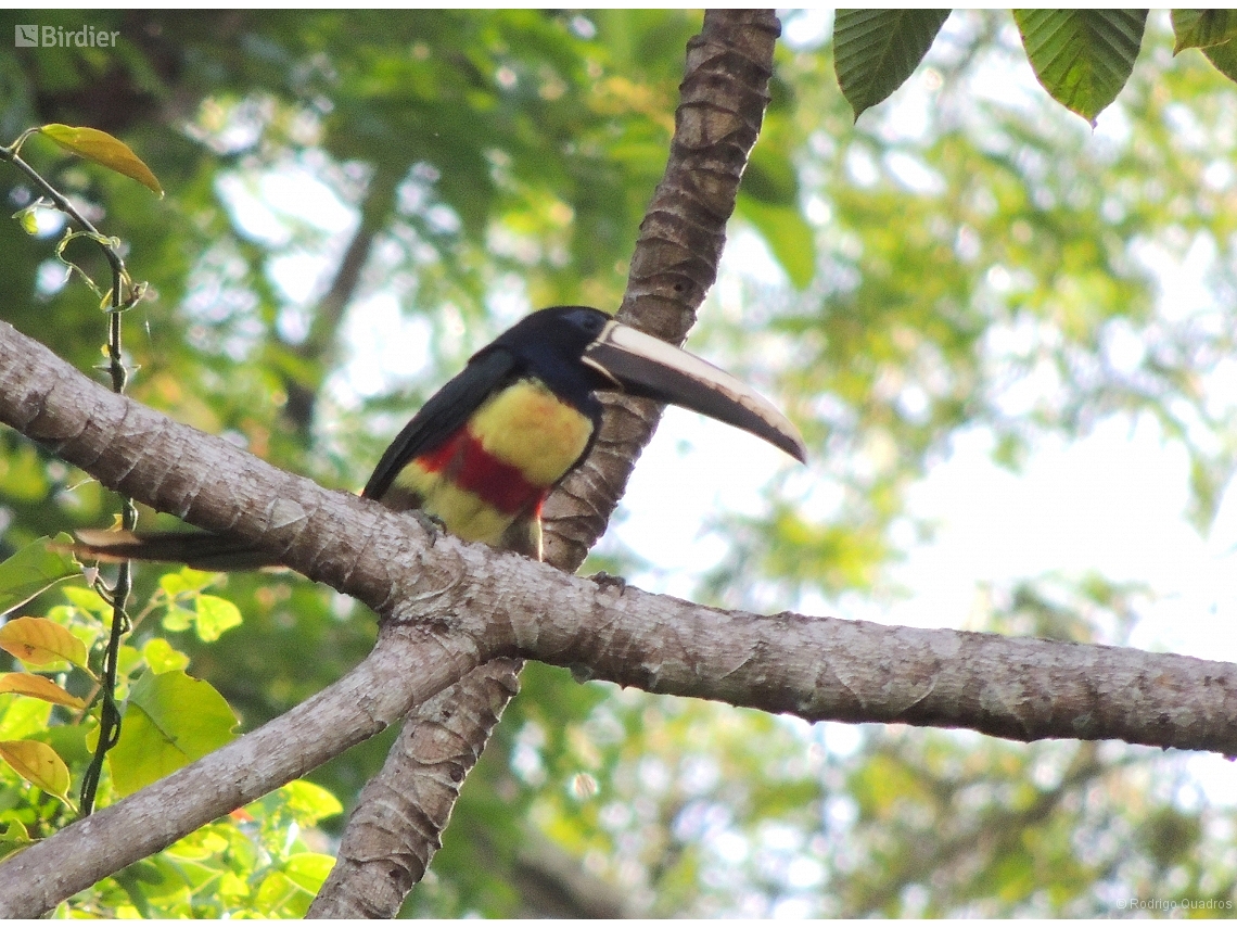 Pteroglossus aracari