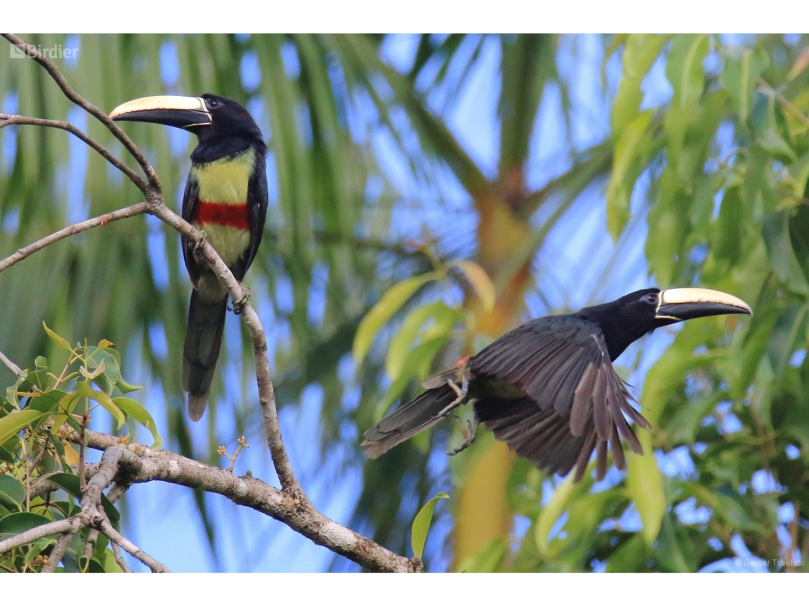 Pteroglossus aracari