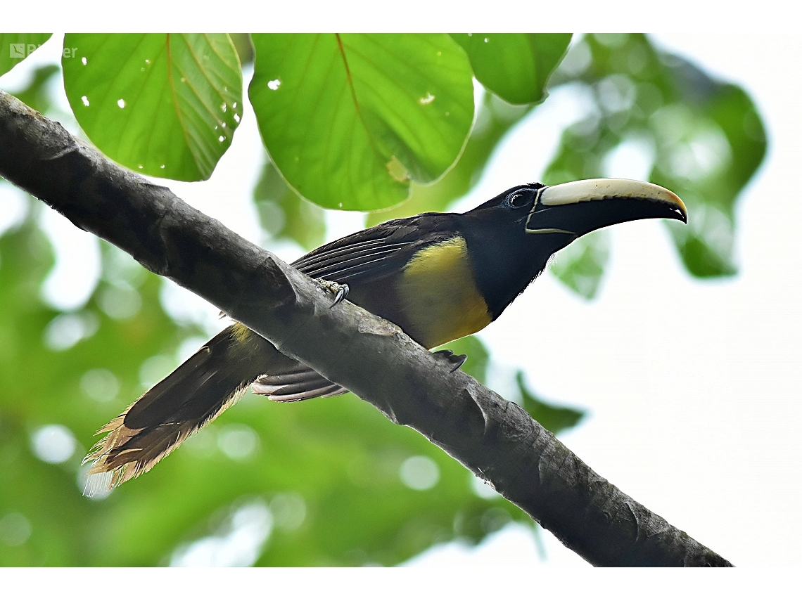Pteroglossus aracari