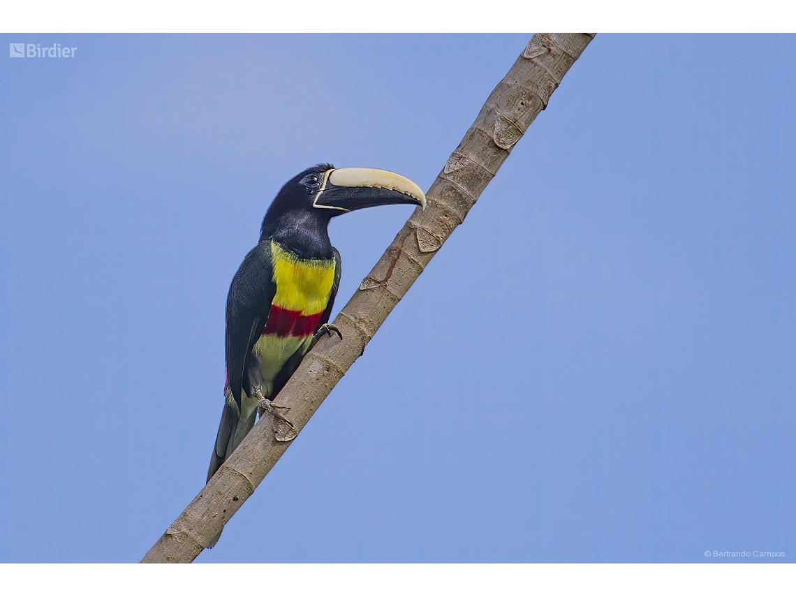 Pteroglossus aracari