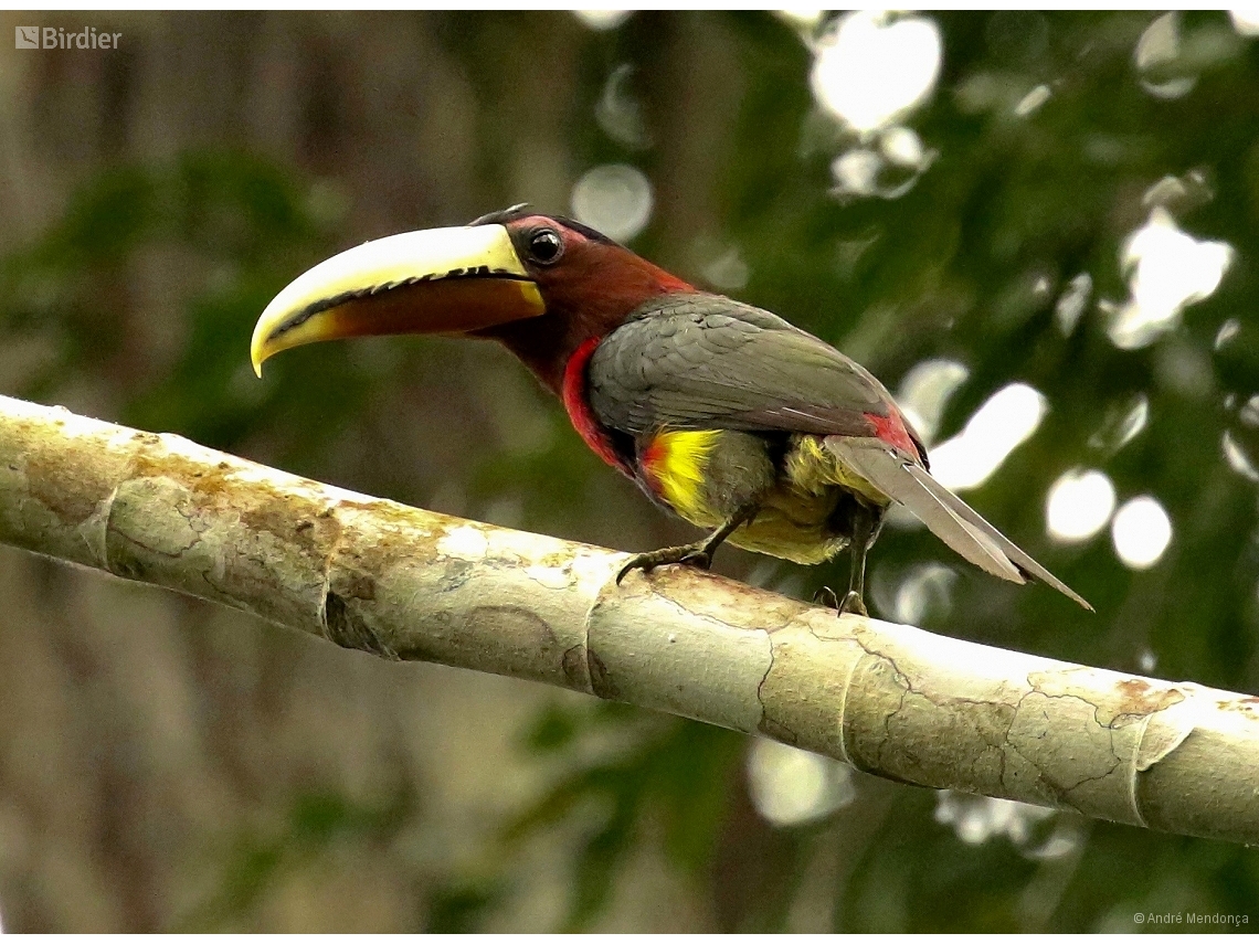 Pteroglossus azara