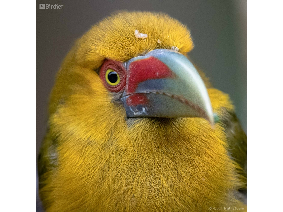 Pteroglossus bailloni