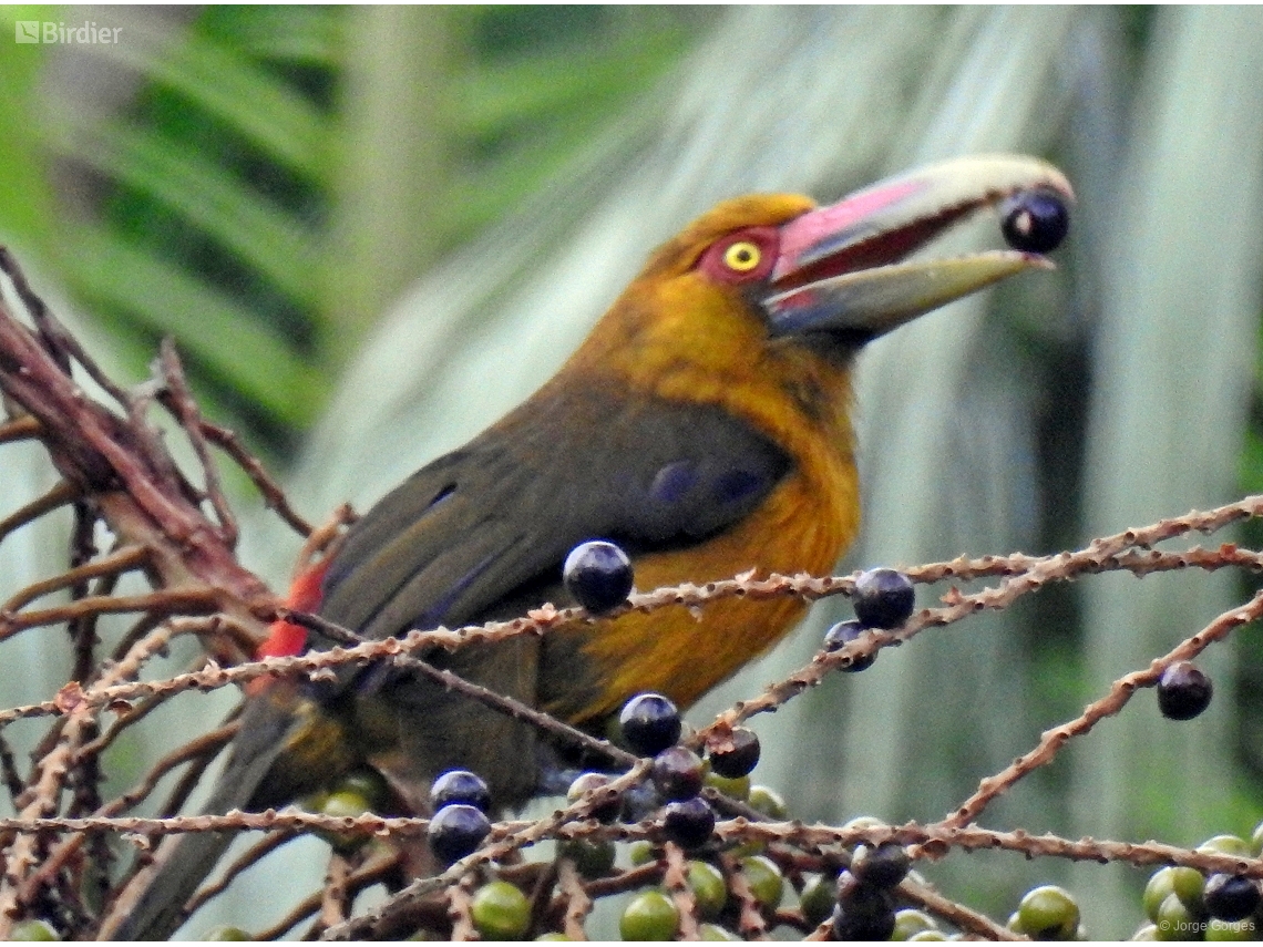 Pteroglossus bailloni