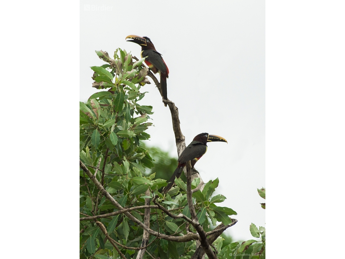 Pteroglossus castanotis