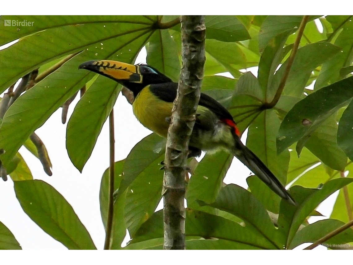 Pteroglossus inscriptus