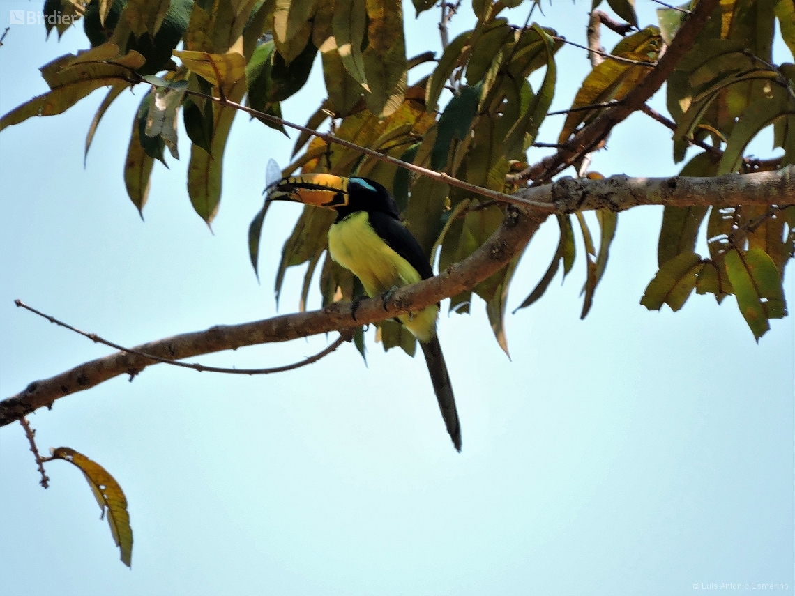 Pteroglossus inscriptus
