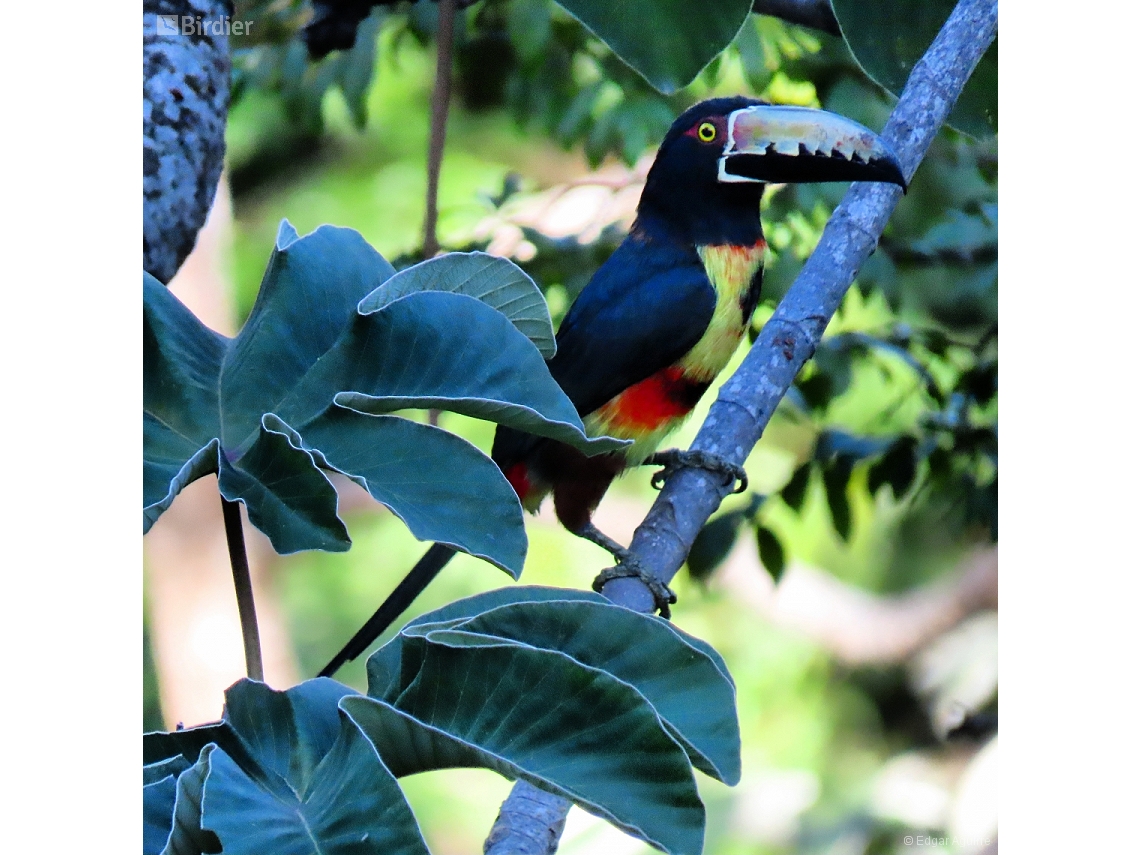 Pteroglossus torquatus
