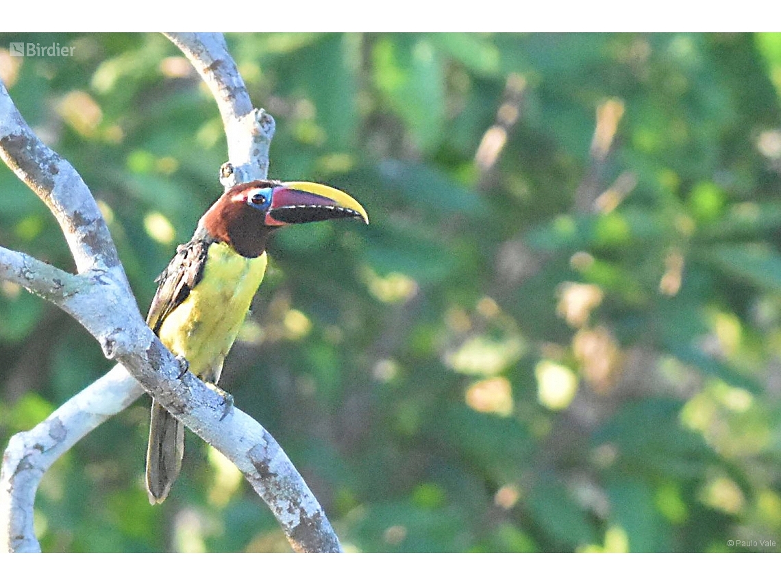 Pteroglossus viridis