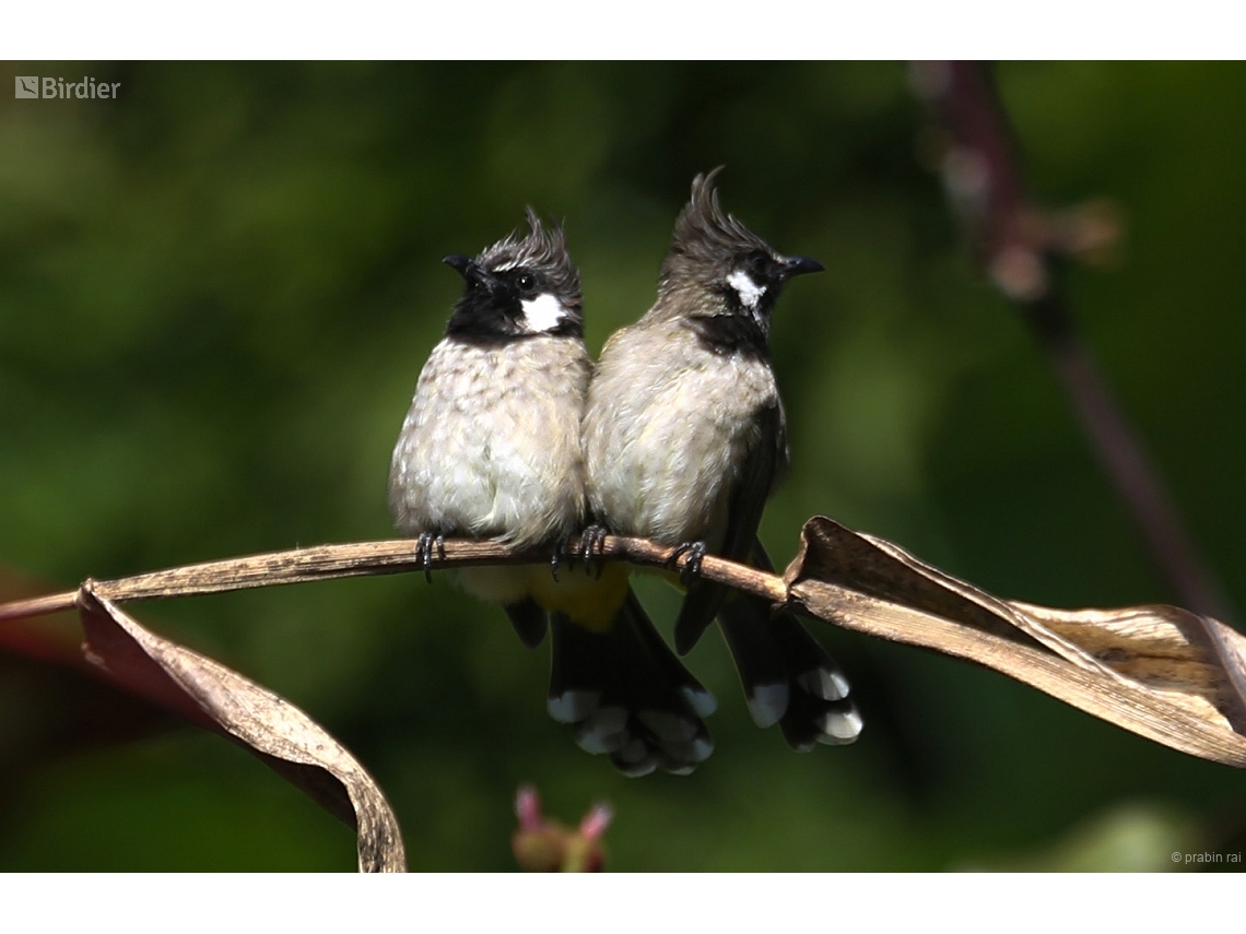 Pycnonotus leucogenys