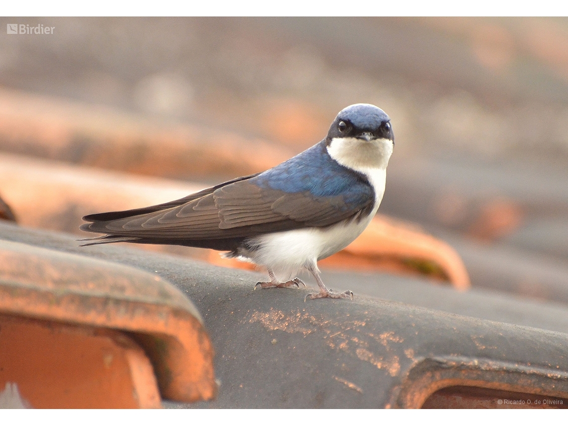 Pygochelidon cyanoleuca