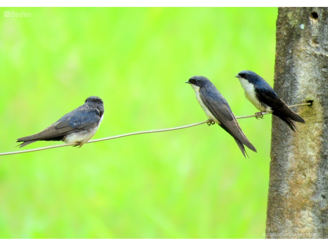 Pygochelidon cyanoleuca