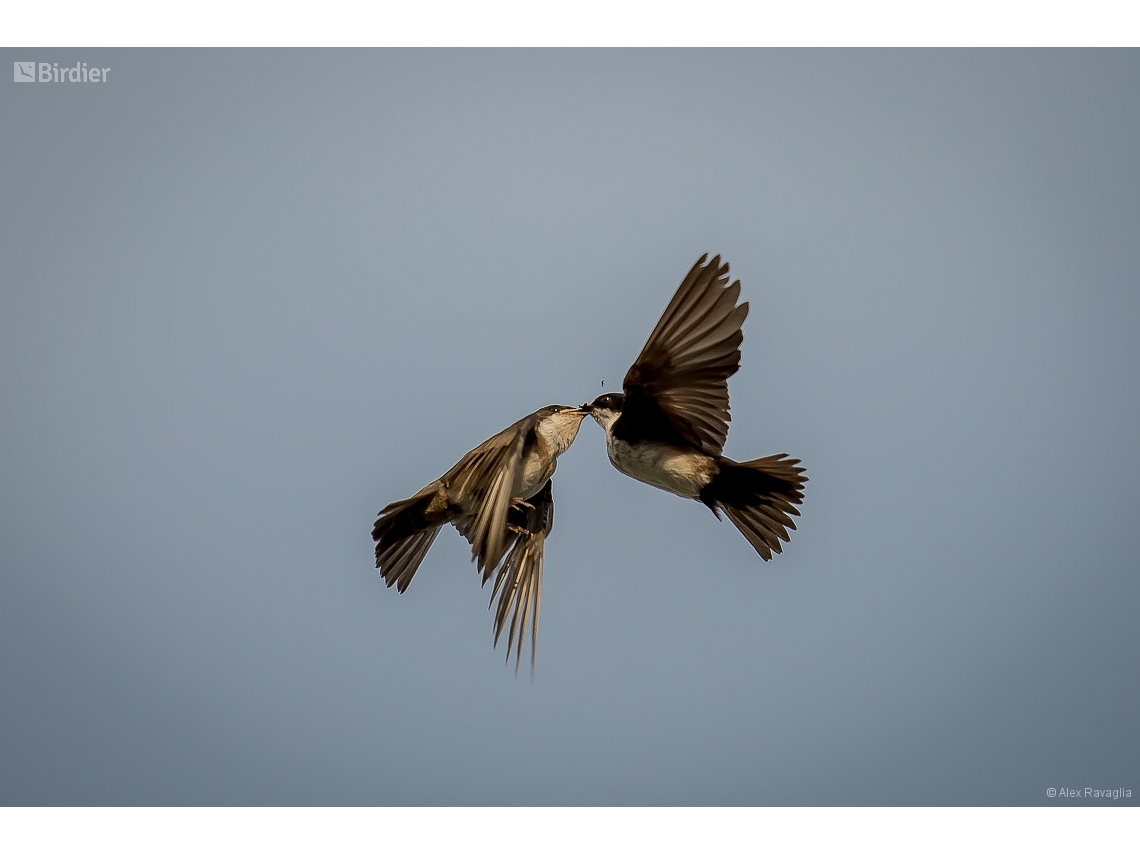 Pygochelidon cyanoleuca