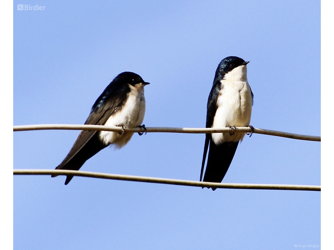 Pygochelidon cyanoleuca