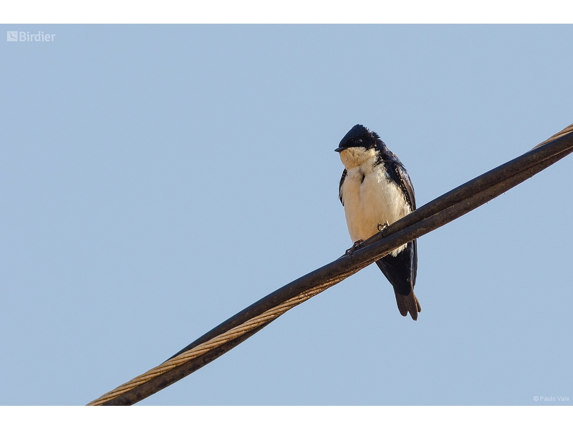 Pygochelidon cyanoleuca