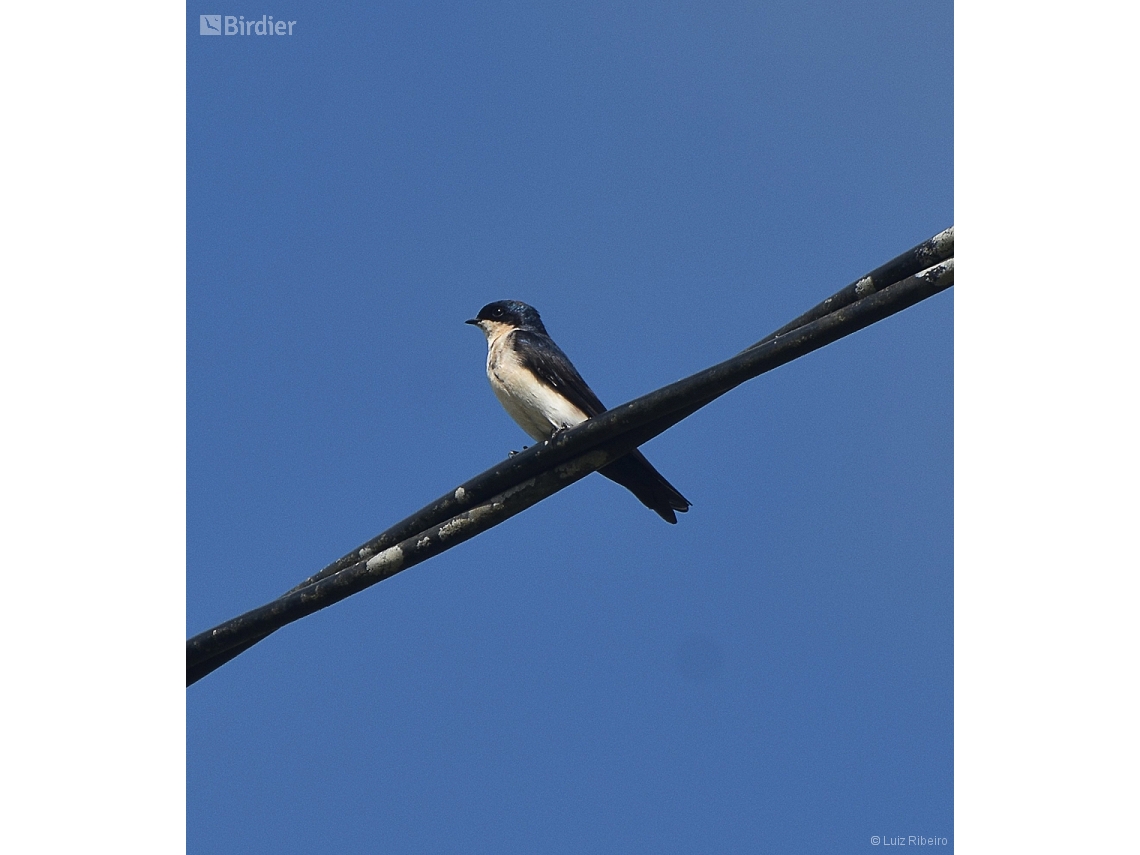Pygochelidon cyanoleuca