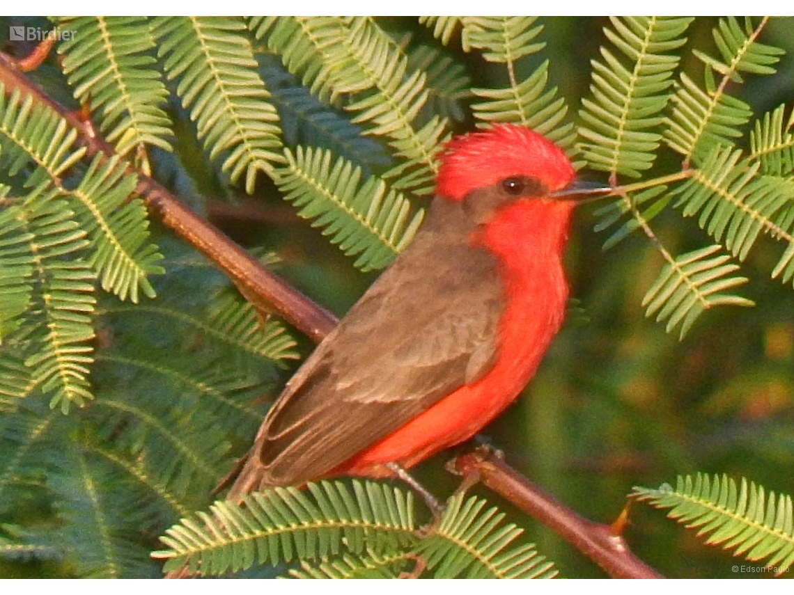 Pyrocephalus rubinus