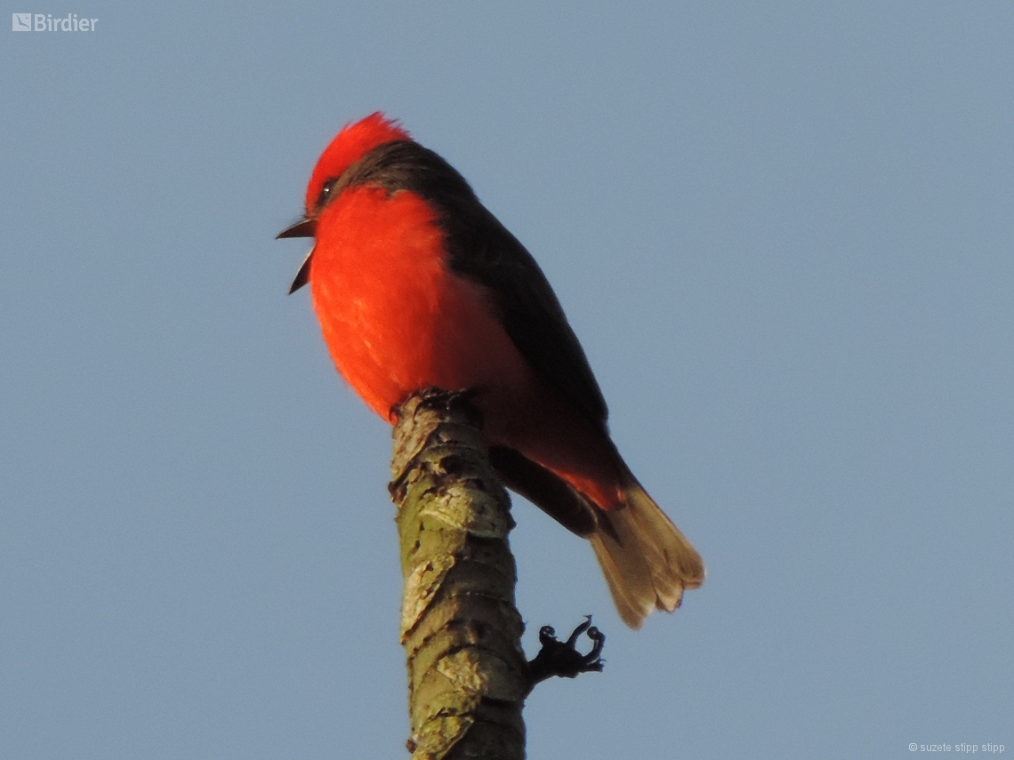 Pyrocephalus rubinus
