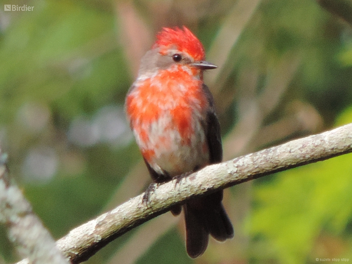 Pyrocephalus rubinus
