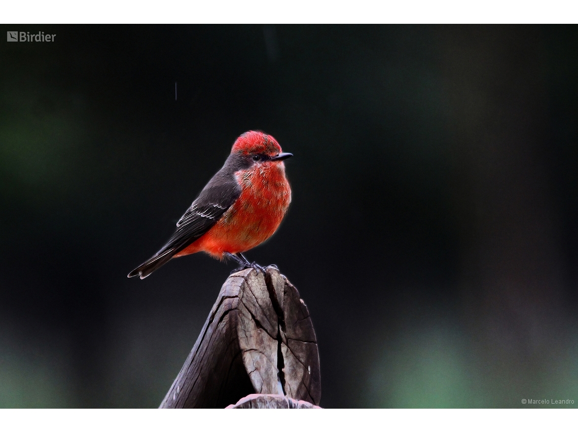 Pyrocephalus rubinus