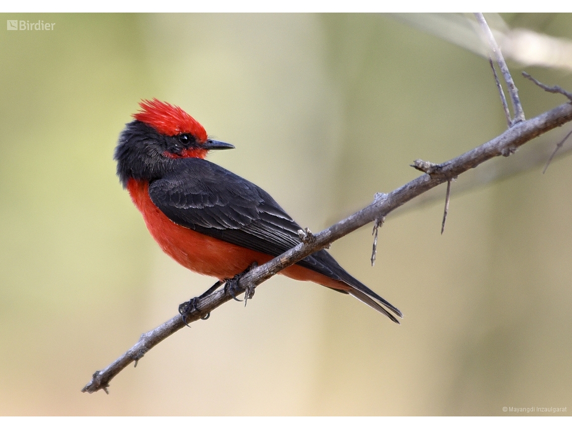 Pyrocephalus rubinus