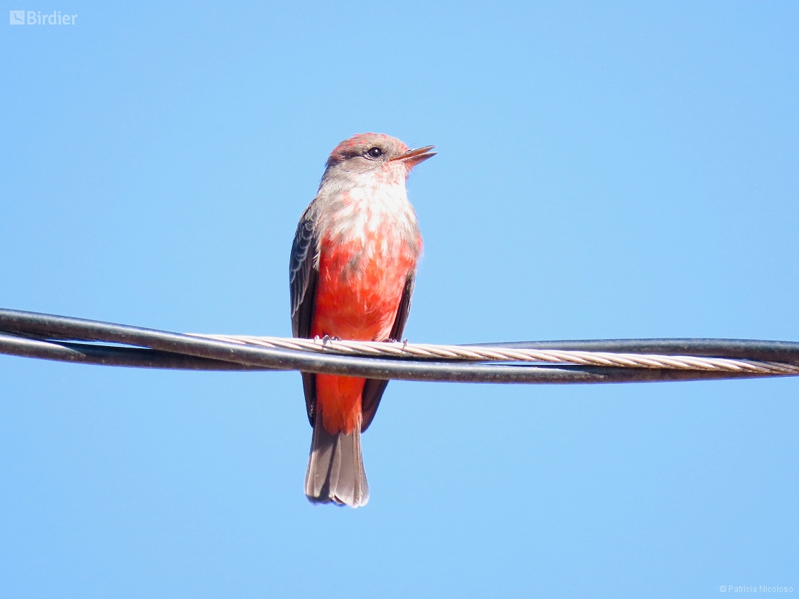 Pyrocephalus rubinus