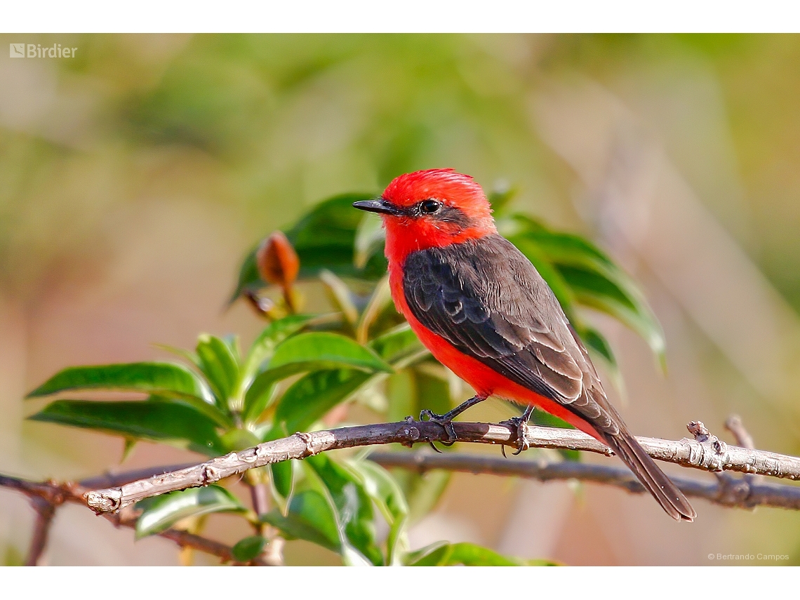 Pyrocephalus rubinus