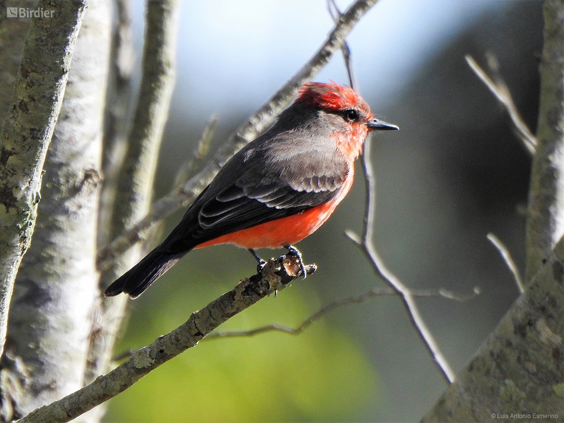 Pyrocephalus rubinus