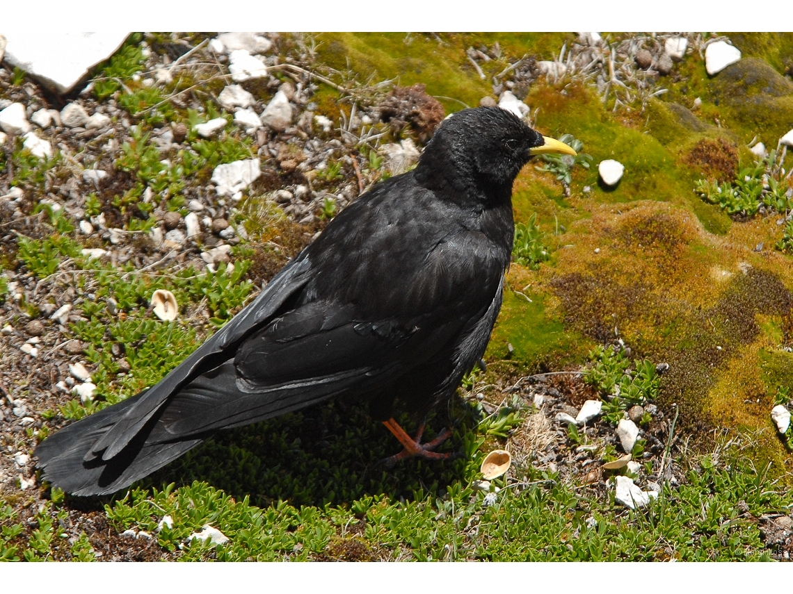 Pyrrhocorax graculus