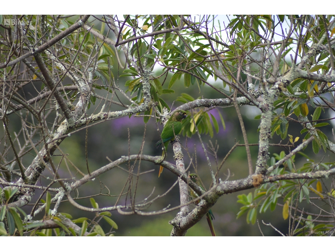 Pyrrhura frontalis