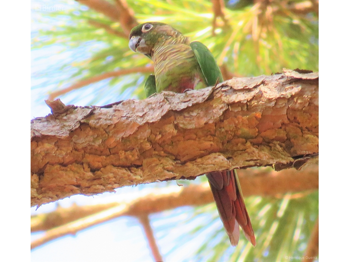 Pyrrhura frontalis