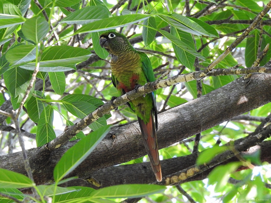 Pyrrhura frontalis