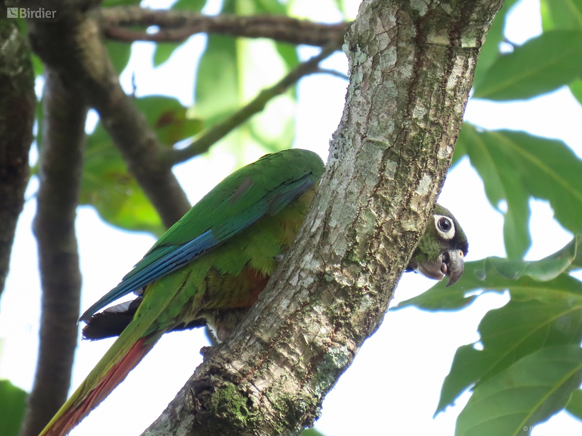 Pyrrhura frontalis