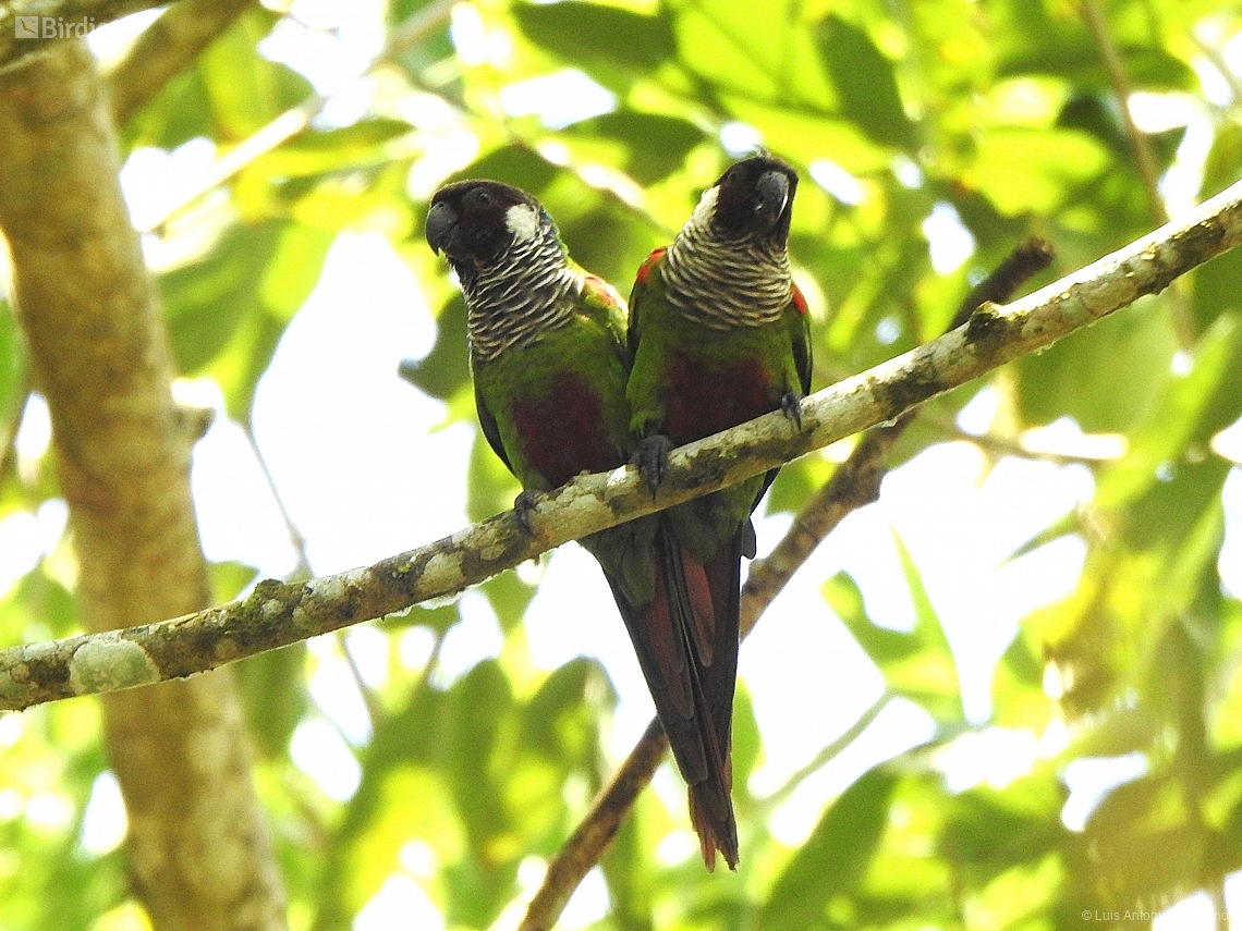 Pyrrhura griseipectus