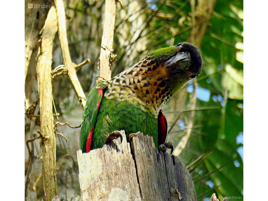 Pyrrhura rupicola