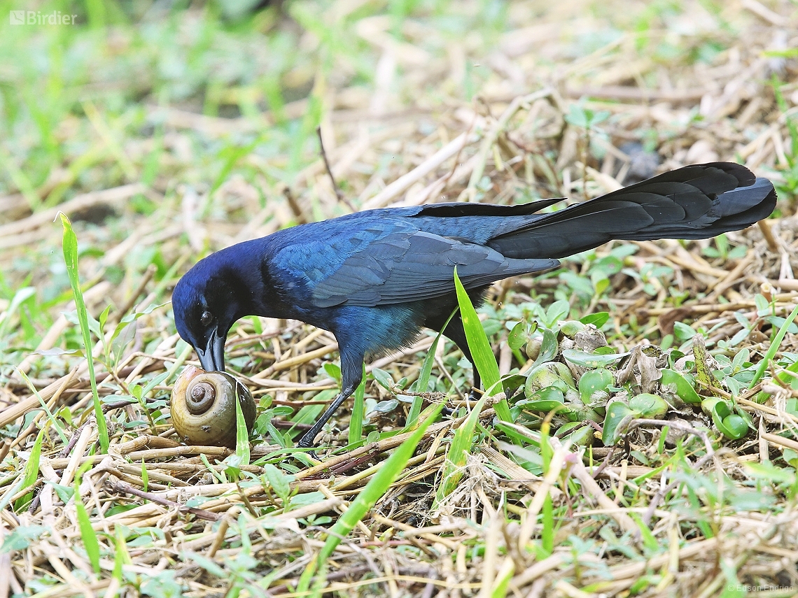 Quiscalus major