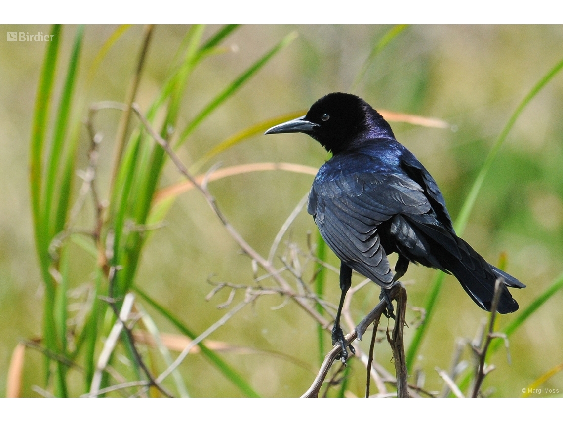 Quiscalus quiscula