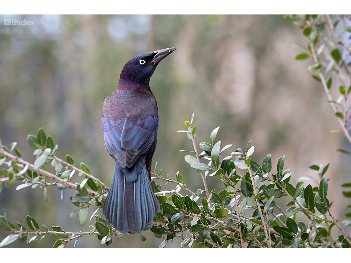 Quiscalus quiscula