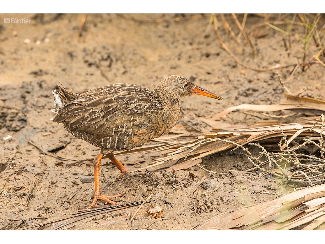 Rallus longirostris