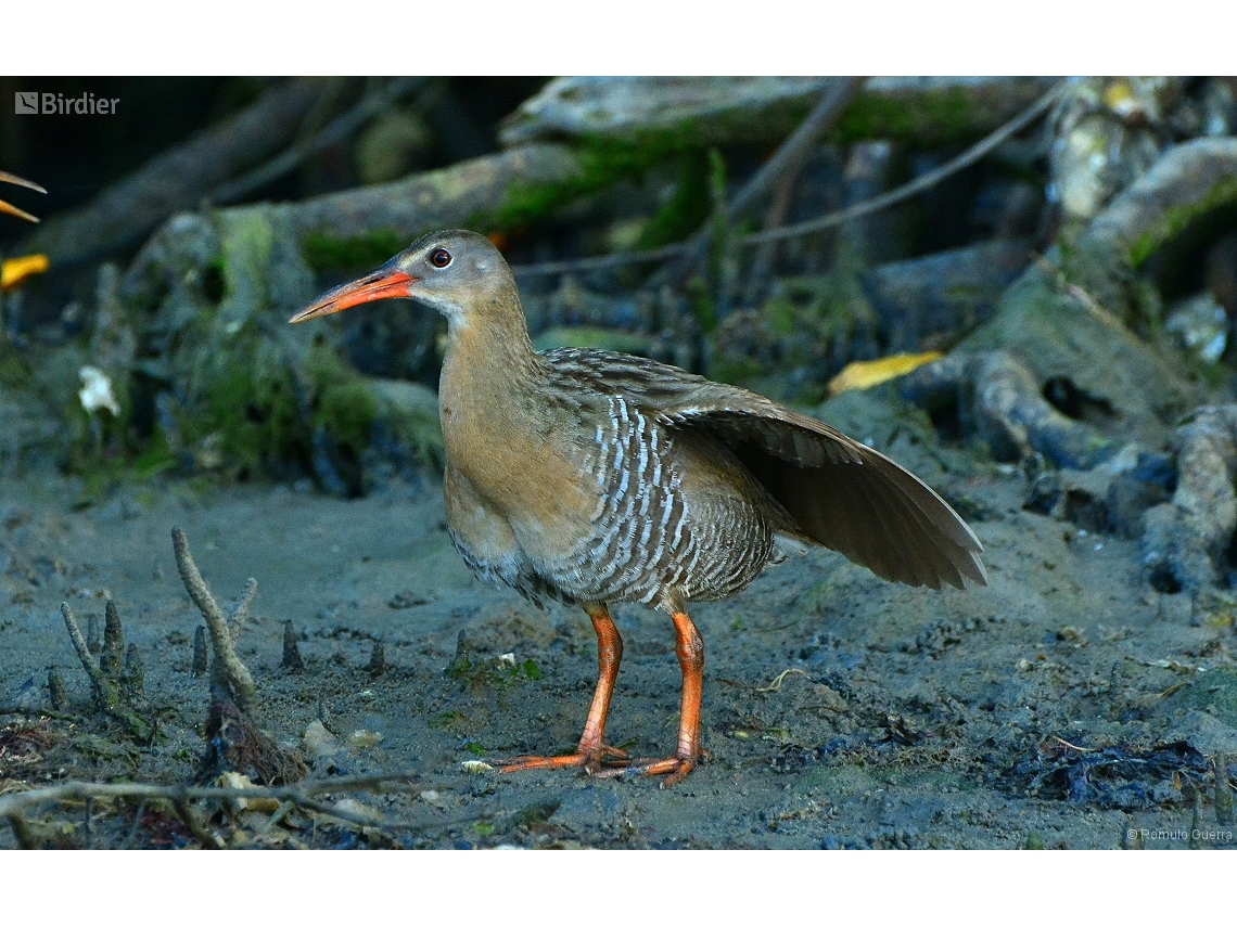 Rallus longirostris