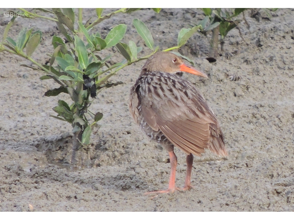 Rallus longirostris