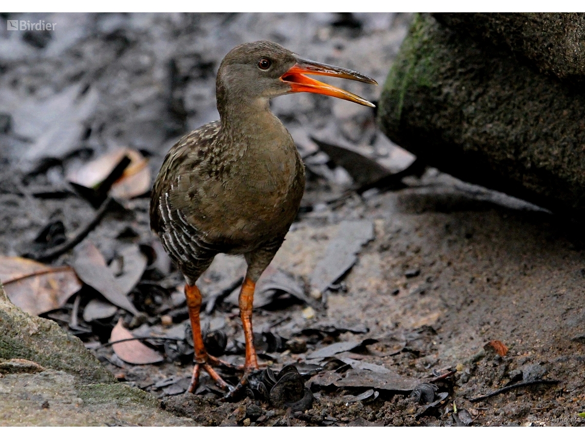 Rallus longirostris