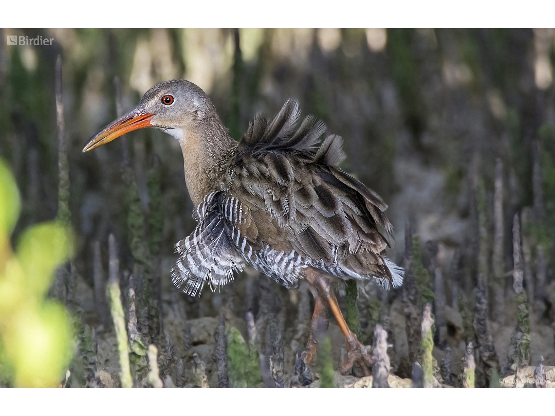 Rallus longirostris