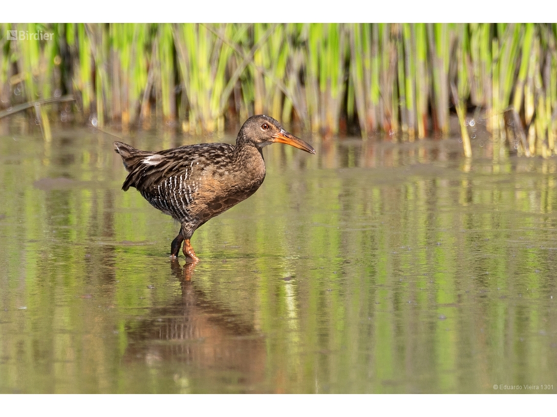 Rallus longirostris