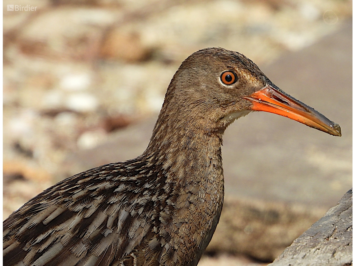 Rallus longirostris