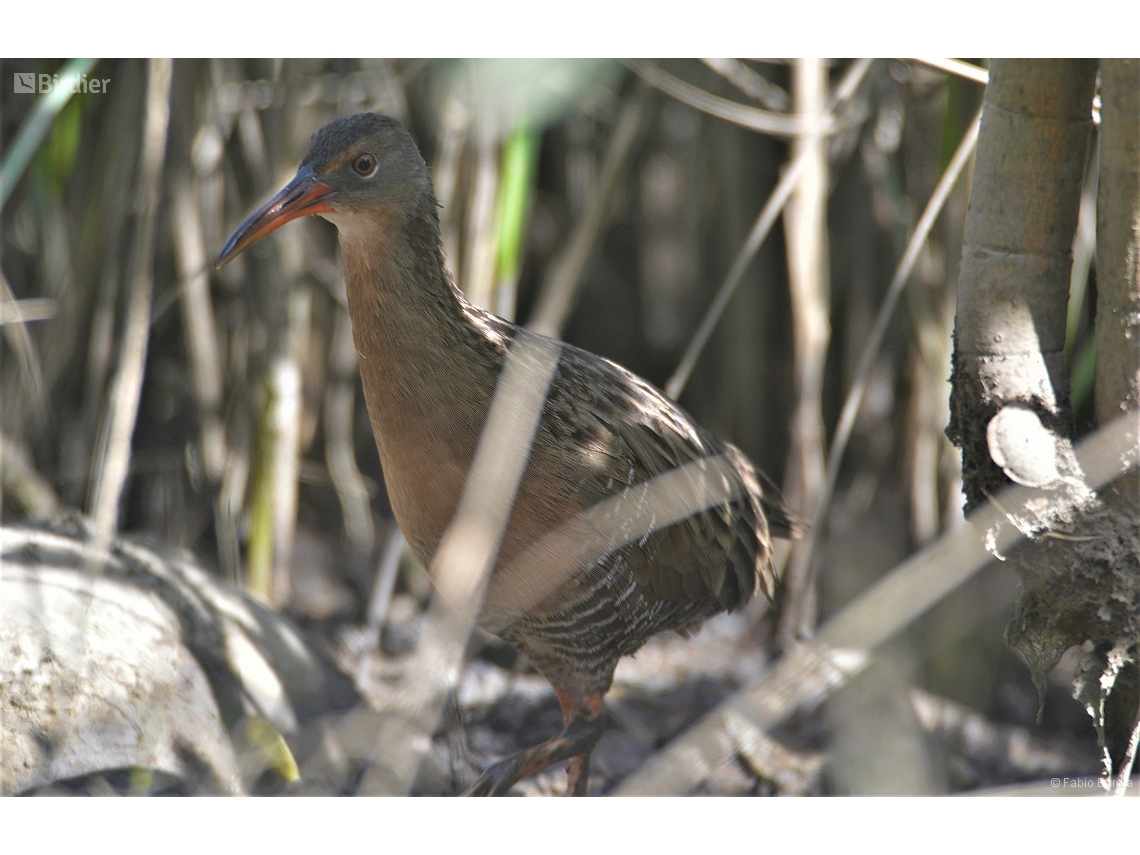 Rallus longirostris