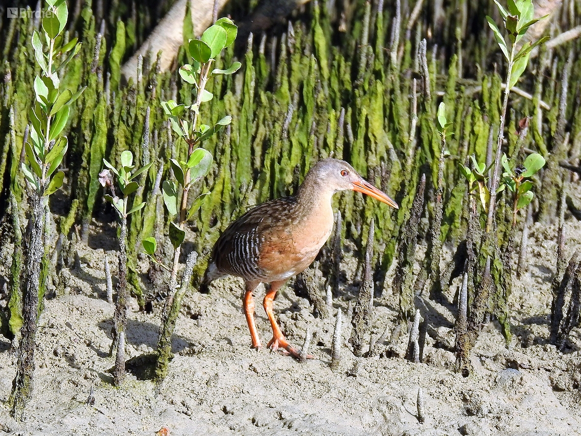 Rallus longirostris