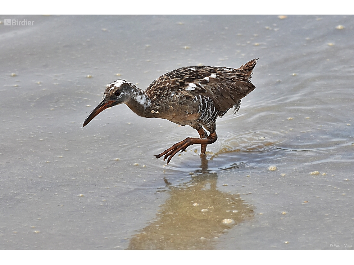 Rallus longirostris